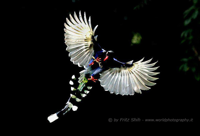 Taiwan Blue Magpie in Flight